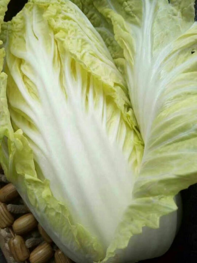 大白菜半净菜3~5斤