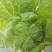 大白菜半净菜3~5斤