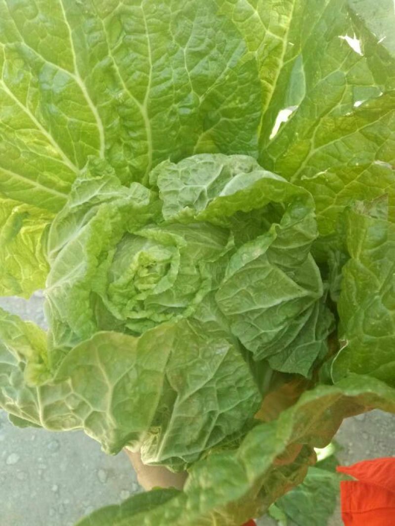大白菜半净菜3~5斤