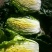 大白菜半净菜3~5斤
