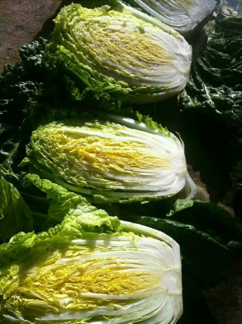 大白菜半净菜3~5斤