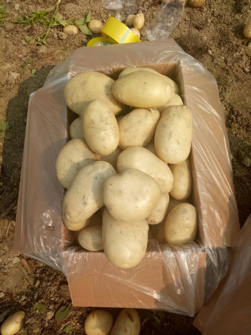 土豆3两以上精品
