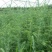 雪松籽播苗80分一100分一120分一150分