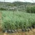 雪松籽播苗80分一100分一120分一150分
