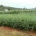 雪松籽播苗80分一100分一120分一150分