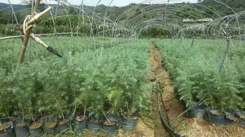 雪松籽播苗80分一100分一120分一150分
