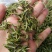 黄山毛峰绿茶