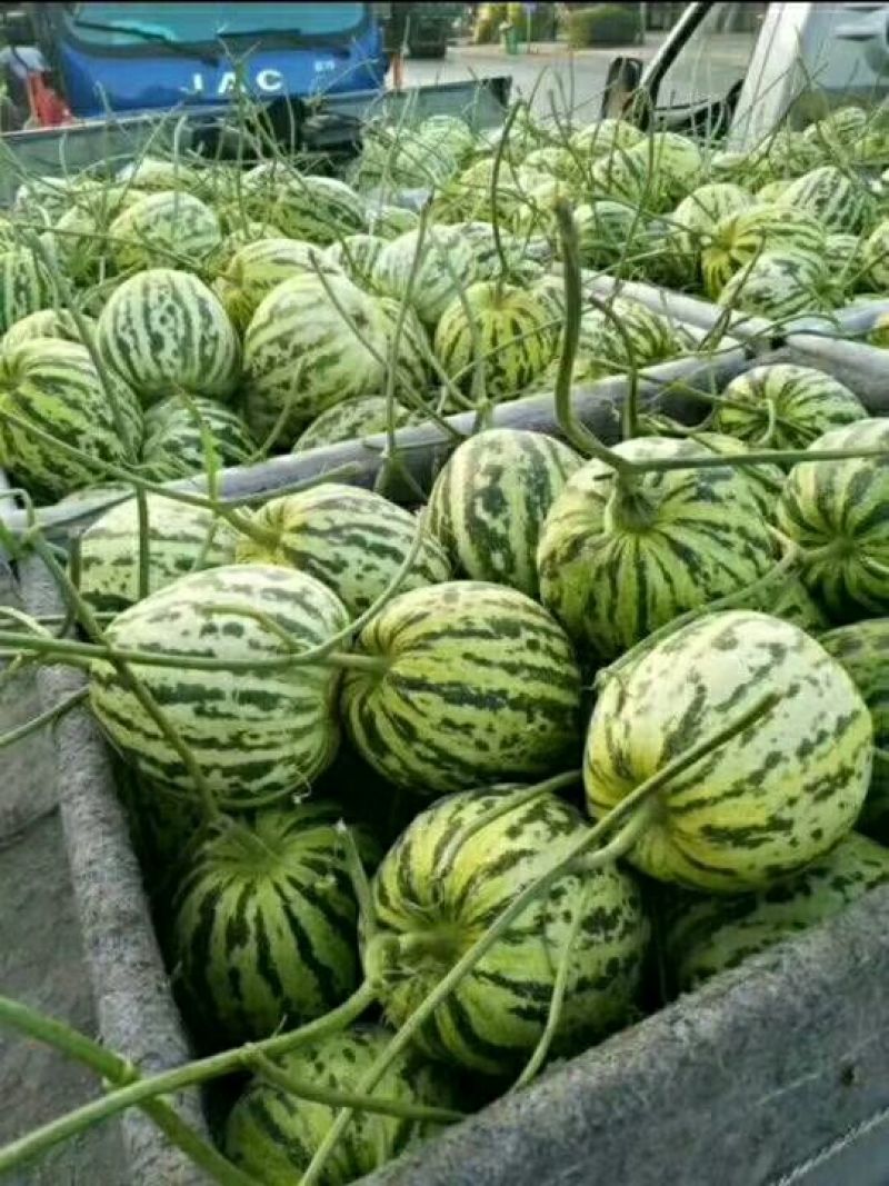 花蕾甜瓜。产地代收各种瓜果、诚信经营、