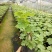 夏黑葡萄苗30cm以下0.5年