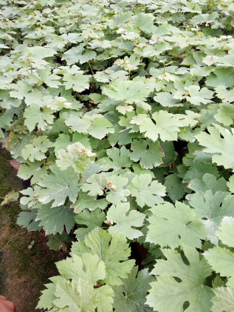 夏黑葡萄苗30cm以下0.5年