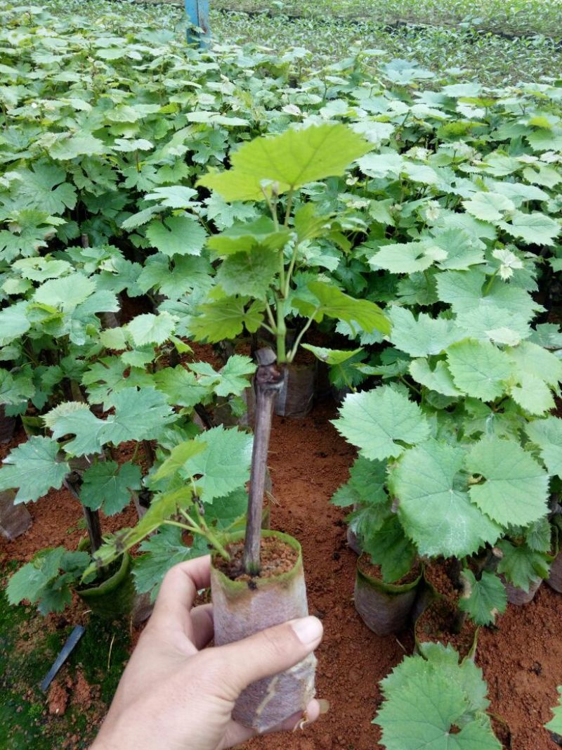 夏黑葡萄苗30cm以下0.5年