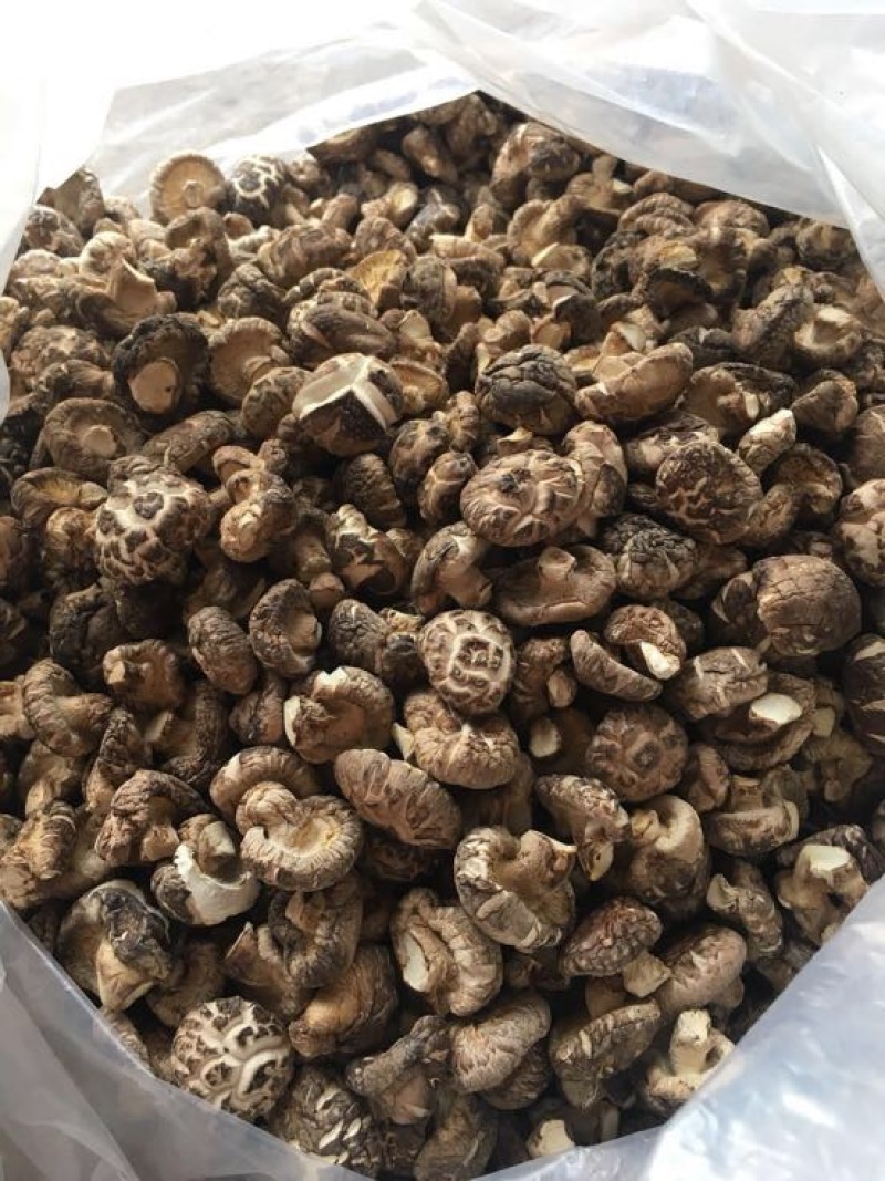 光面菇冬菇2.5厘米左右茶花菇