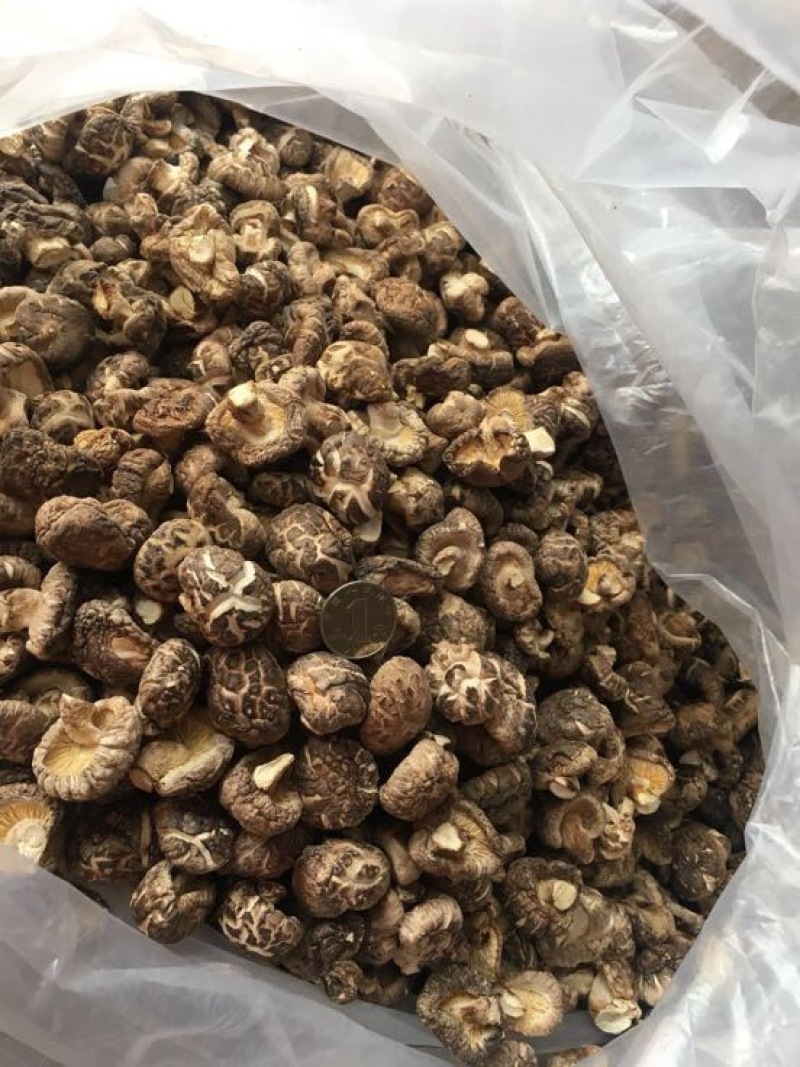 光面菇冬菇2.5厘米左右茶花菇