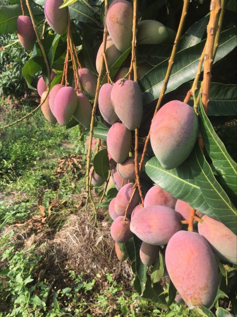 贵妃芒3两以上