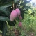 贵妃芒3两以上