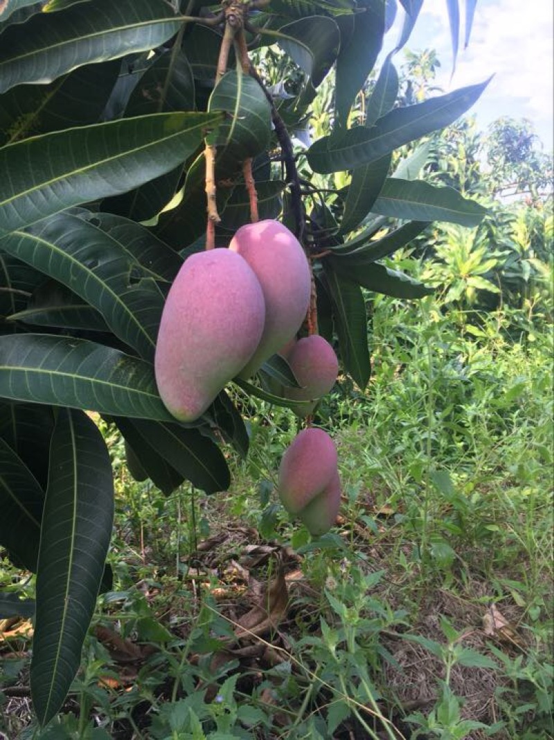 贵妃芒3两以上