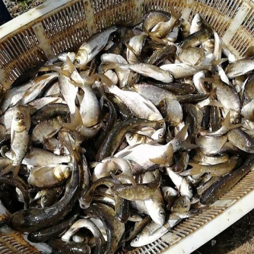 鳙鱼活鱼