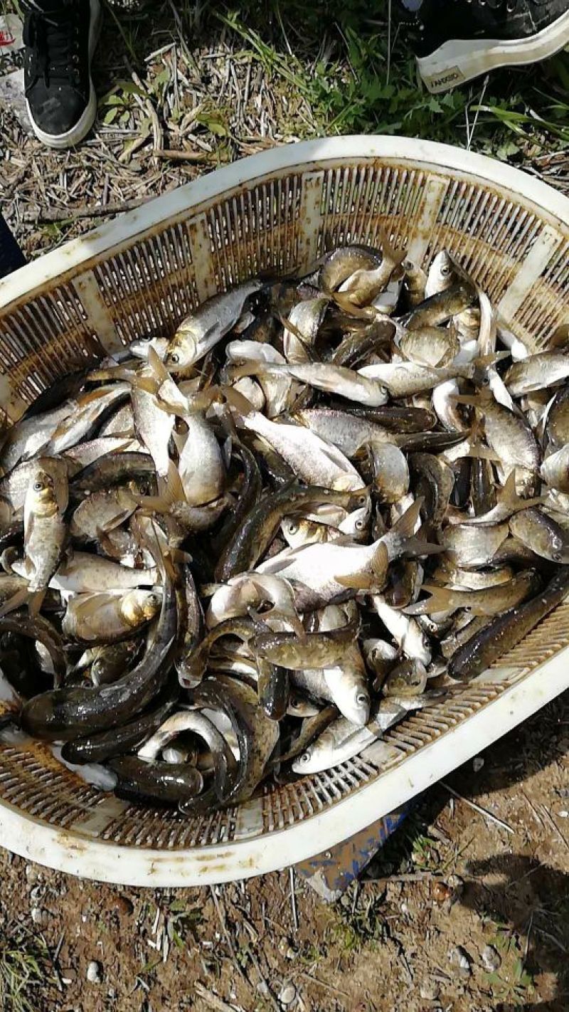 鳙鱼活鱼