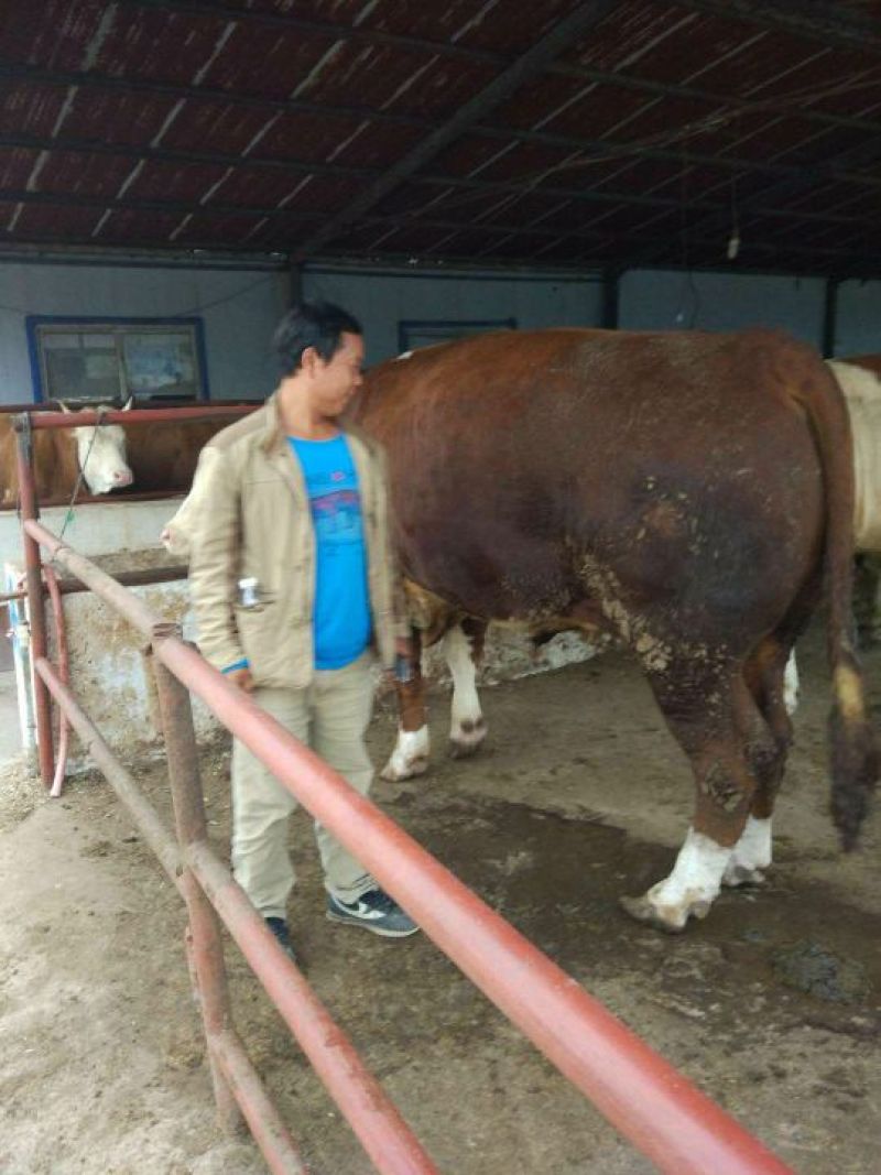 西门塔尔牛犊，免费运输，保证成活率，适应能力强