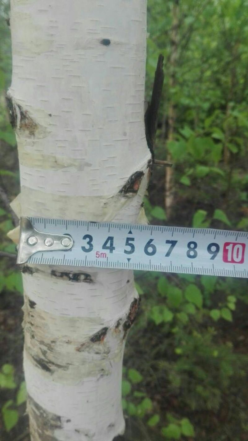 白桦树苗，白桦，白桦苗，桦树苗，协助找车，邮费自付