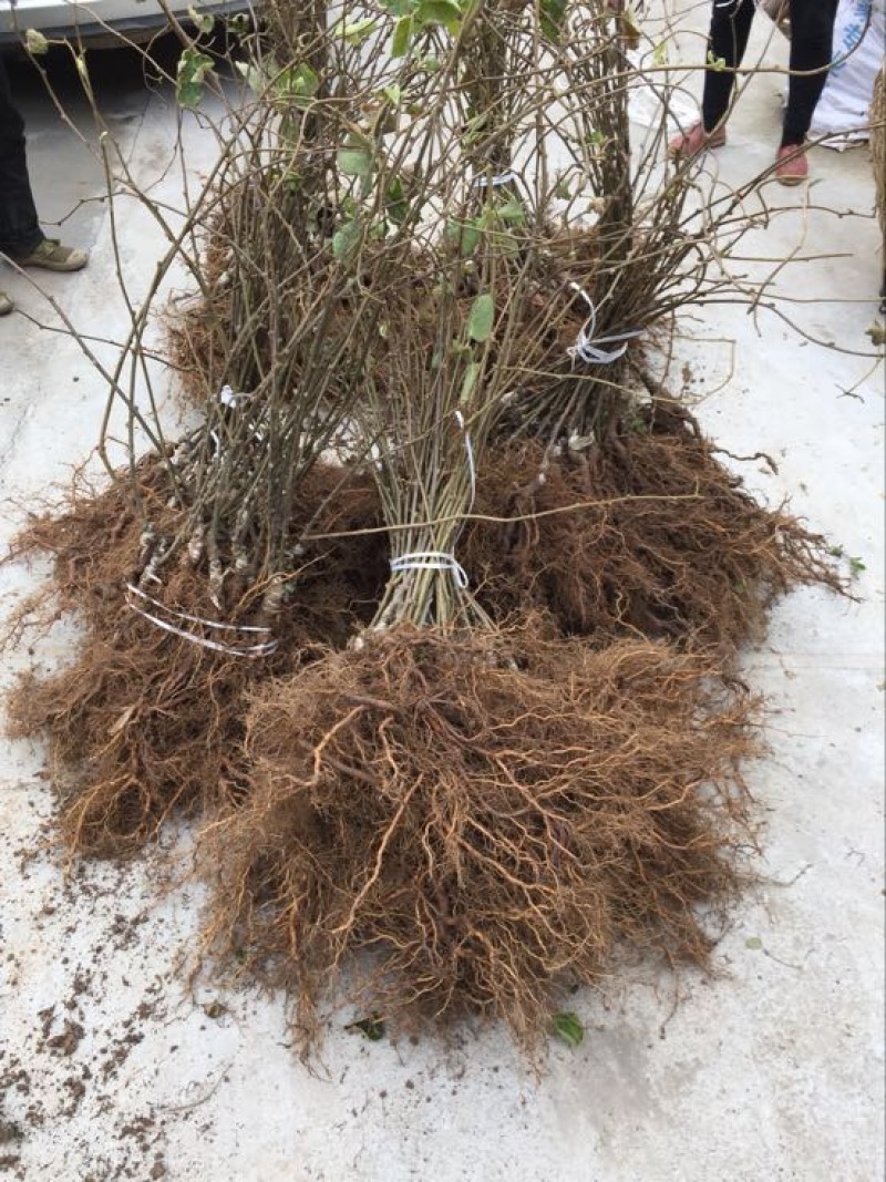东红猕猴桃树苗品种质量保证