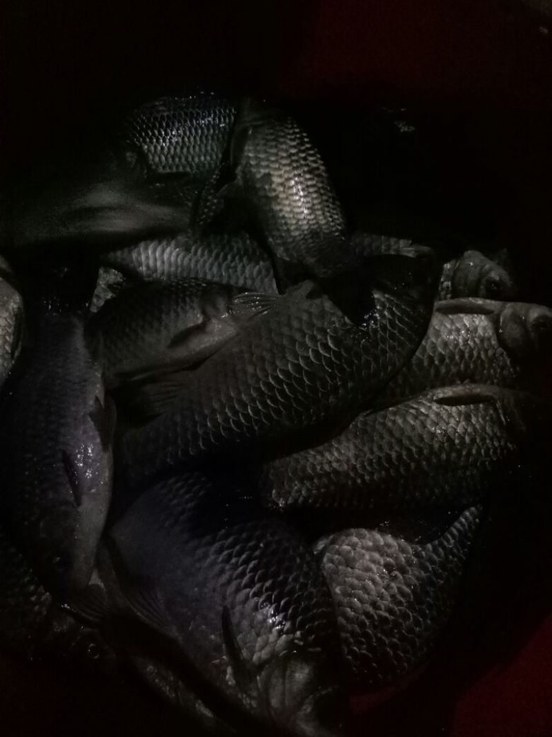 白鲫食用