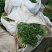 金乡大叶香菜20~30厘米质优价廉单县香菜新苗上市