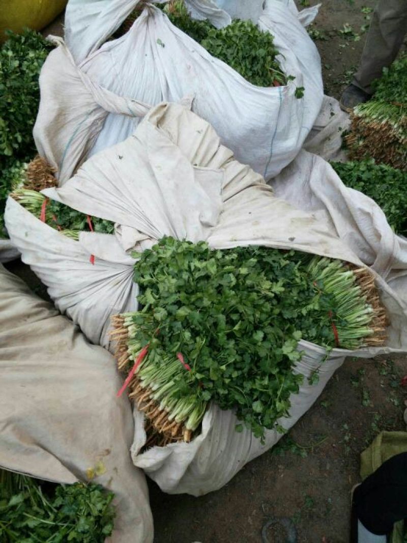 金乡大叶香菜20~30厘米质优价廉单县香菜新苗上市