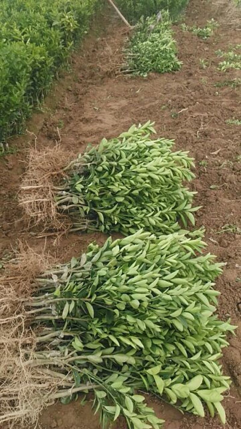 纽荷尔脐橙苗30~50cm