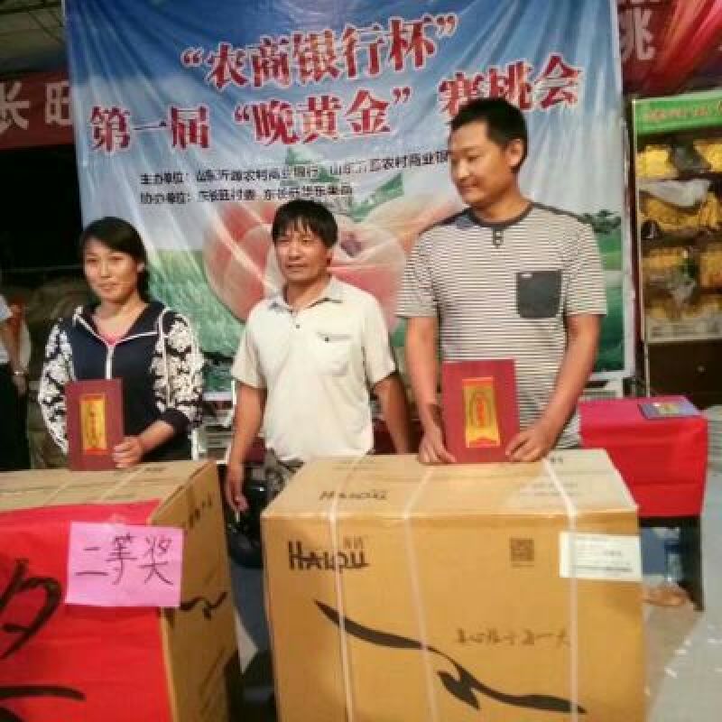 黄桃树苗80cm以上6-10月底黄桃品种。离核黄桃。枝