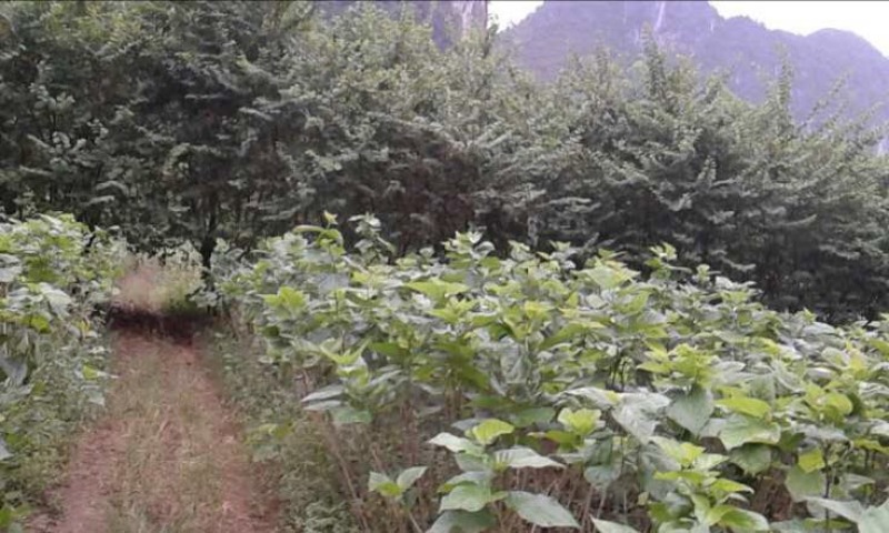 紫荆花树苗10~20cm