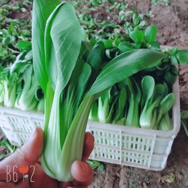 山东曹县，温室，大棚，上海青，万亩油菜基地