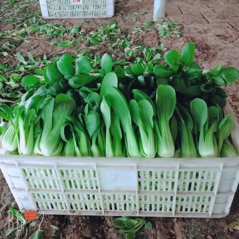山东曹县，温室，大棚，上海青，万亩油菜基地