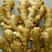 山东省优质大黄姜，种植基地，产地直供。货源充足，