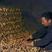 山东省优质大黄姜，种植基地，产地直供。货源充足，