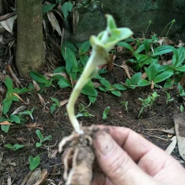 双肾草野生双肾草块根，双肾参块根鲜货出售(单颗出售)