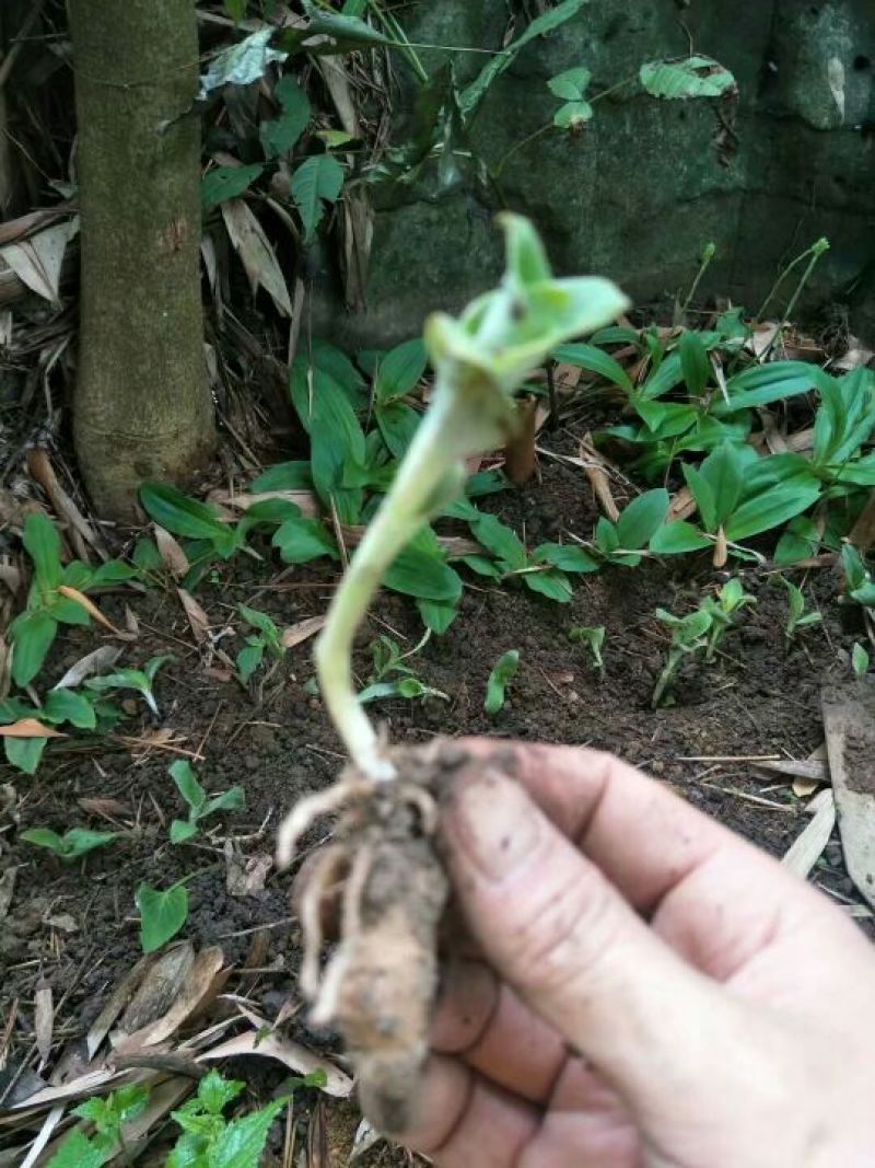 双肾草野生双肾草块根，双肾参块根鲜货出售(单颗出售)