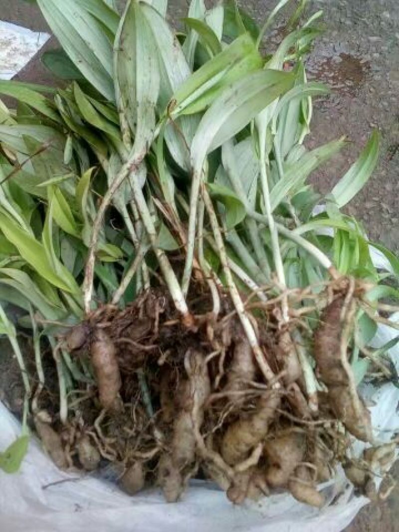 双肾草野生双肾草块根，双肾参块根鲜货出售(单颗出售)