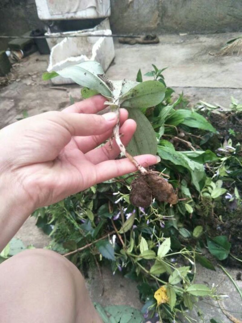 双肾草野生双肾草块根，双肾参块根鲜货出售(单颗出售)
