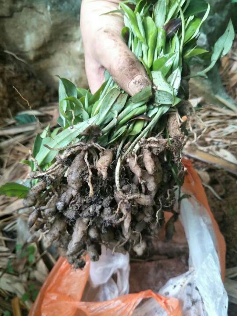 双肾草野生双肾草块根，双肾参块根鲜货出售(单颗出售)