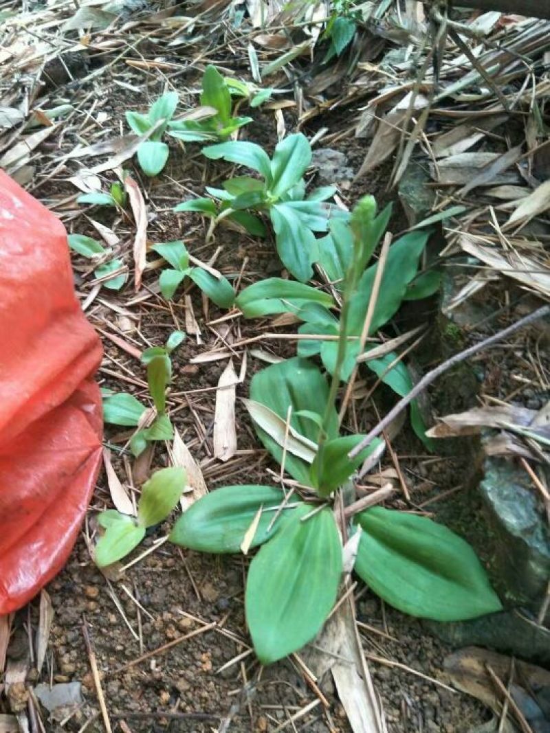 双肾草野生双肾草块根，双肾参块根鲜货出售(单颗出售)