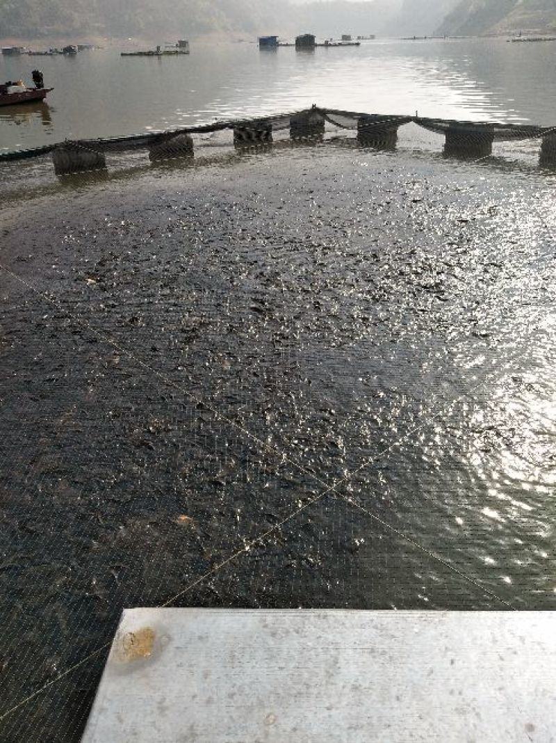 白鲫食用
