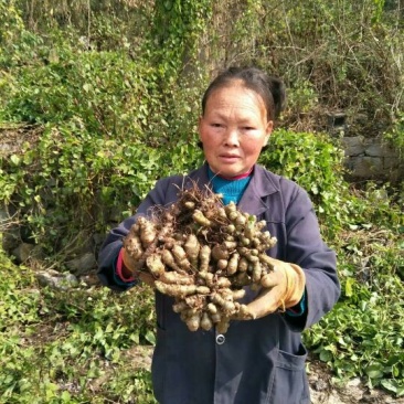 农村野生藤三七鲜货，干货，5斤起发货，统货出售，