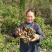 农村野生藤三七鲜货，干货，5斤起发货，统货出售，