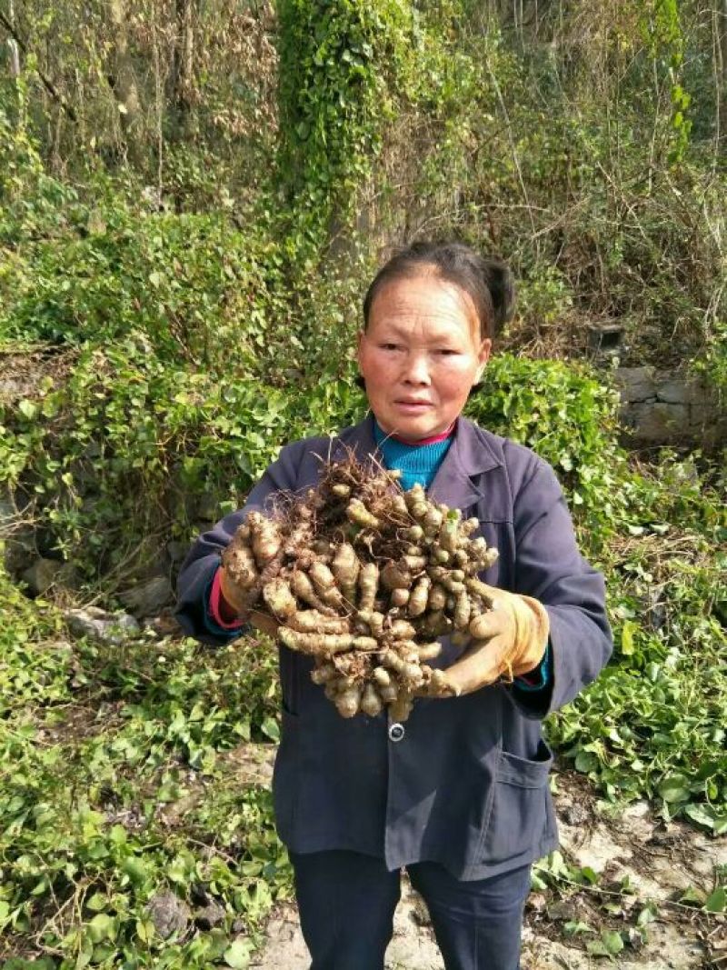 农村野生藤三七鲜货，干货，5斤起发货，统货出售，