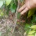 荔枝树苗嫁接苗妃子笑无核荔枝A4灵山香荔鸡嘴荔糯米糍南方