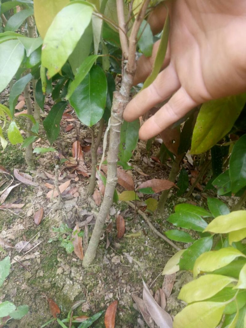 荔枝树苗嫁接苗妃子笑无核荔枝A4灵山香荔鸡嘴荔糯米糍南方