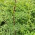 大红袍花椒苗0.5~1年