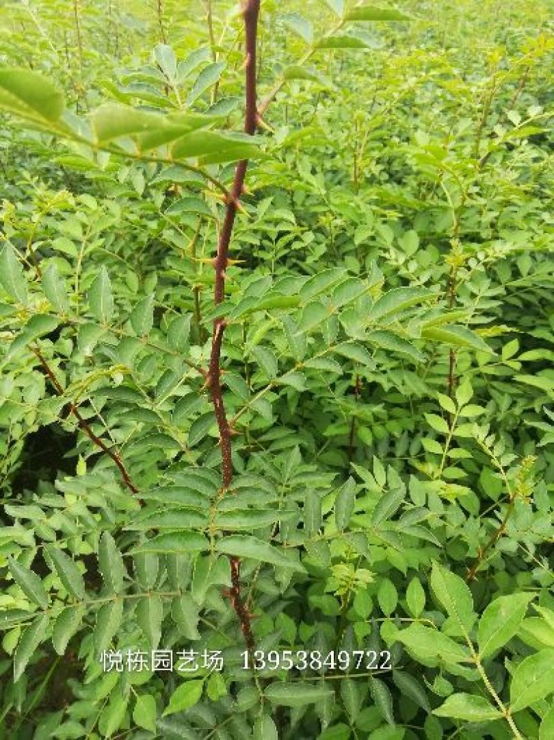 大红袍花椒苗0.5~1年