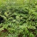 大红袍花椒苗0.5~1年
